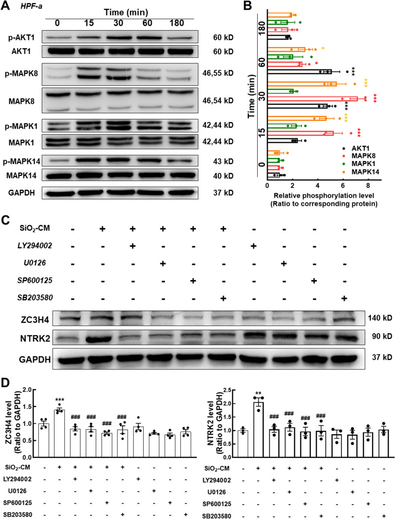 Cellular Senescence Detection Kit