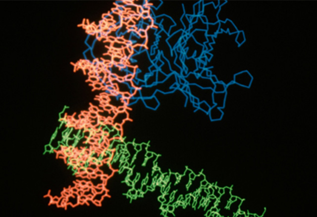 lncRNA Sequencing