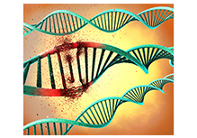 WES+CNV-seq