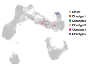 Display-of-different-clonotypes.jpg