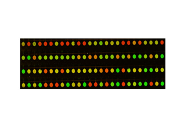 Fractal pseudo-color map