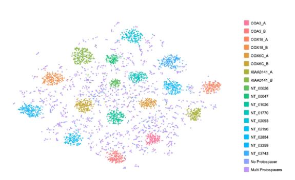 Grouping_plot_by_sgRNA.jpg