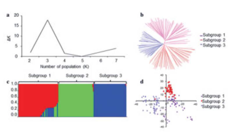 Fig.5.4._Structural_Analysis_on_166_Wheat_Populations.png